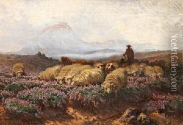 Les Moutons Dans La Bruyere Oil Painting - Auguste Schenk