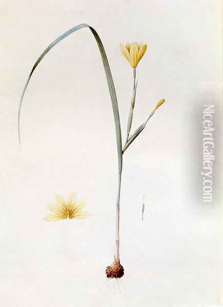 Sisyrinchium Collinum Oil Painting - Pierre-Joseph Redoute