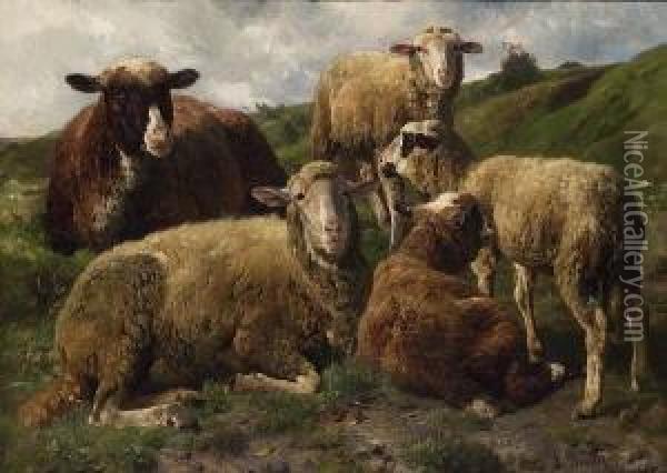 Ruhende Schafe Auf Der
 Weide Oil Painting - Anton Braith