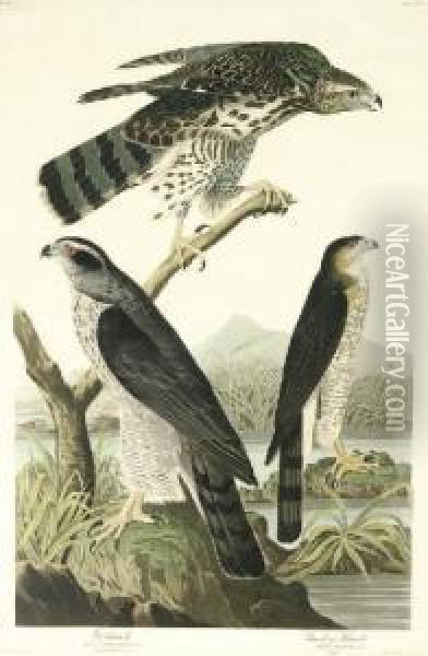 Goshawk And Stanley Hawk (plate Cxli) Oil Painting - Robert I Havell