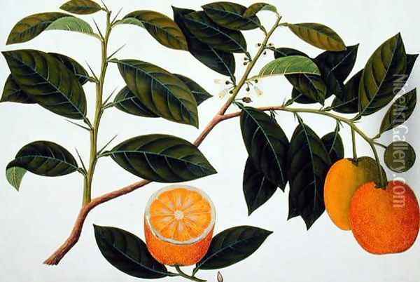Lemomanies Macao-Macao Oranges, from 'Drawings of Plants from Malacca', c.1805-18 Oil Painting - Anonymous Artist