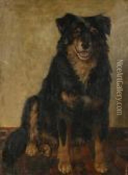 'jock' - A Boarder Collie Oil Painting - George Paice