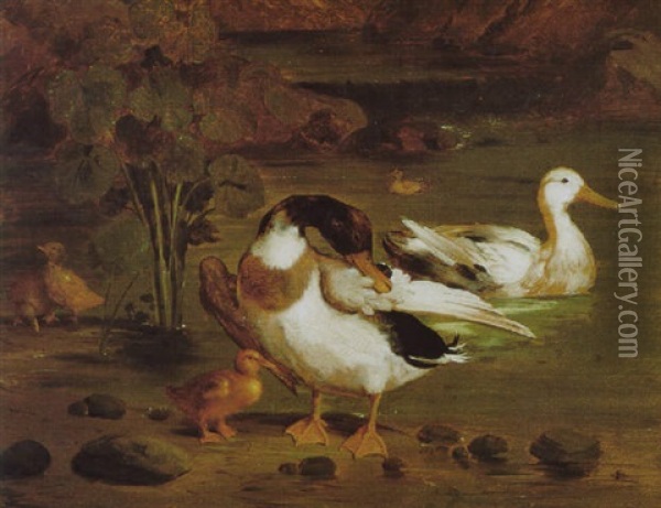 Wildenten An Einem Teich Oil Painting - Giorgio (Count) Durante