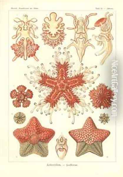 Asteridea Sea Star Pl40 from Kunstformen der Natur Oil Painting - Ernst Haeckel