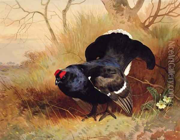 A Blackcock in a Woodland Clearing Oil Painting - Archibald Thorburn
