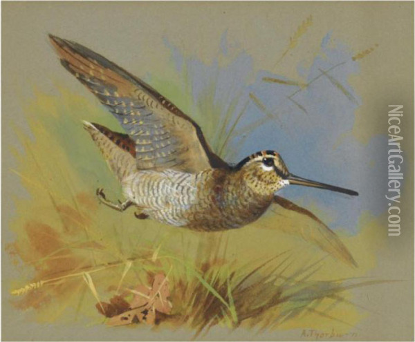 A Woodcock In Flight Oil Painting - Archibald Thorburn