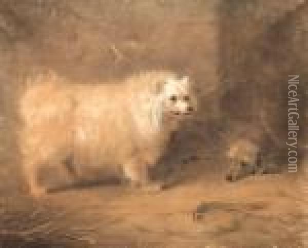Study Of A Standing Chow Oil Painting - Archibald Thorburn