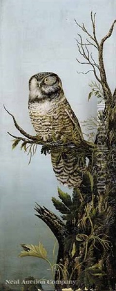Perching Owl Oil Painting - Louis Agassiz Fuertes
