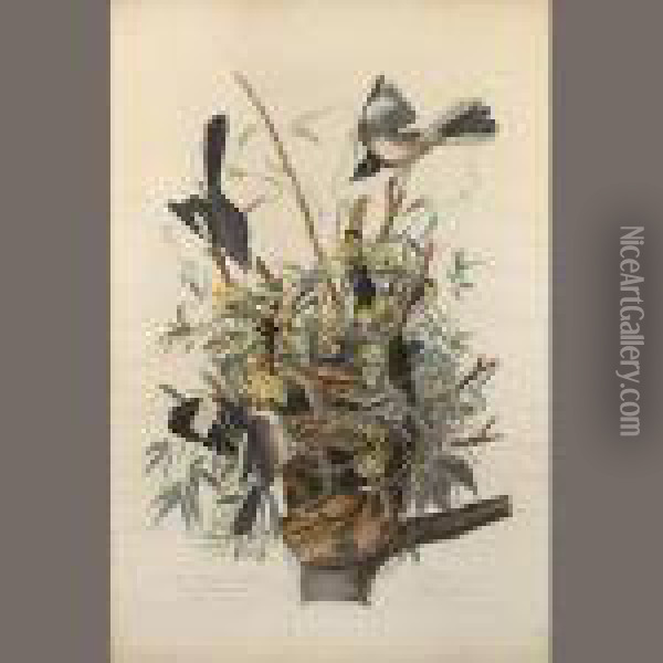 The Mocking Bird Oil Painting - John James Audubon