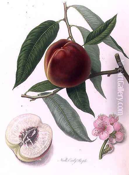 Nectarine Neals Early Purple Oil Painting - William Hooker