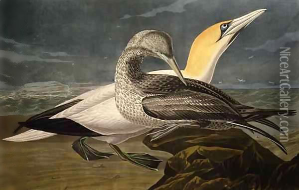 Gannets, from 'Birds of America' Oil Painting - John James Audubon