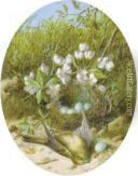 Still Life Of Apple Blossom, A 
Bird's Nest And Eggs; And Still Life Of Blossom, A Bird And A Bird's 
Nest Oil Painting - William Cruickshank