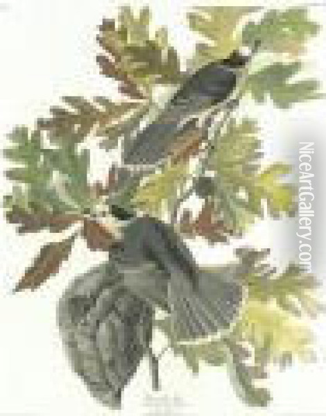 Canada Jay (plate Cvii) Oil Painting - John James Audubon