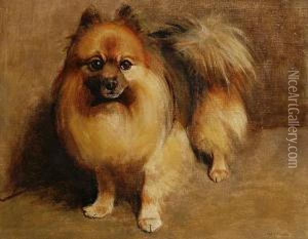 Portrait Of A Pomeranian Oil Painting - Samuel Fulton