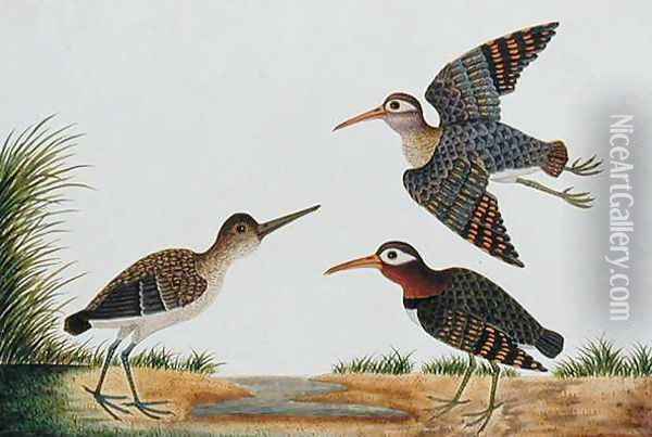Great Snipe, Boorong Berbie, from 'Drawings of Birds from Malacca', c.1805-18 Oil Painting - Anonymous Artist