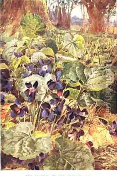 Violets in the Beechwood illustration from Country Ways and Country Days Oil Painting - Louis Fairfax Muckley