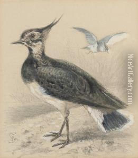 Study Of A Lapwing Oil Painting - Friedrich Specht