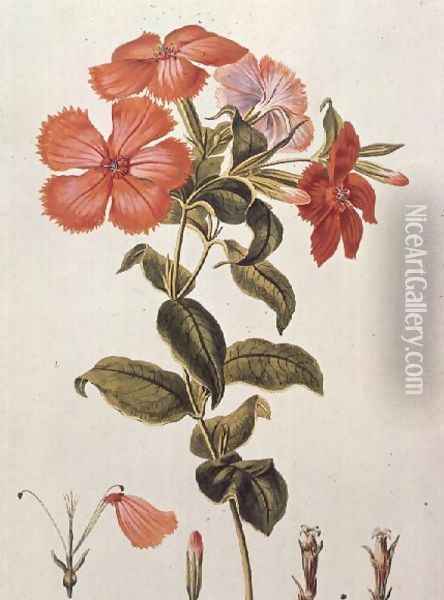 Lychnis coronaria, from Thesaurus Botanicus, 1819 Oil Painting - Leopold Trattinick