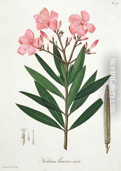 Oleander from Phytographie Medicale Oil Painting - L.F.J. Hoquart