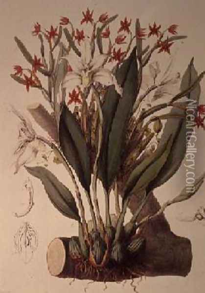 Orchid Diothonca imbricata and Maxillaria eburnea from SertumOrchidaceum 1838 Oil Painting - John Lindley