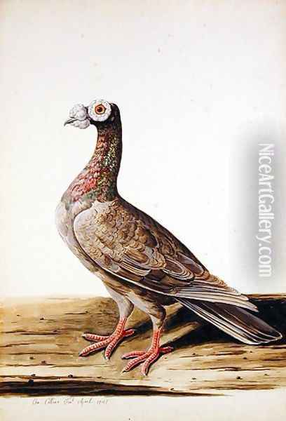 A Woodgrouse, Hen, 1741 Oil Painting - Charles Collins