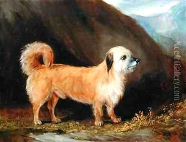 A Dandie Dinmont Terrier Oil Painting - John Snr Ferneley