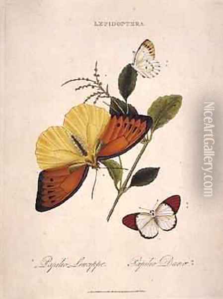 Butterflies Papilio Leucippe Papilio Danae Oil Painting - Edward Donovan