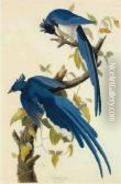 Columbia Jay Oil Painting - John James Audubon