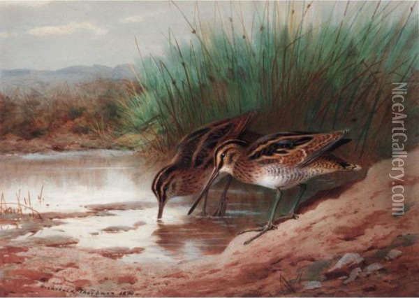 Snipe Drinking Among The Reeds Oil Painting - Archibald Thorburn