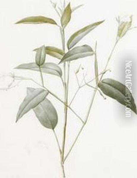 Maranta Arundinacea 