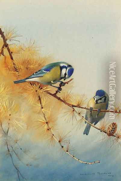 Blue Tits on the branch of a fir tree Oil Painting - Archibald Thorburn