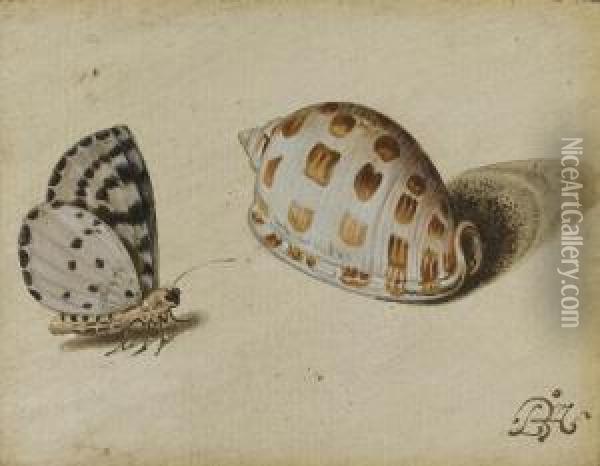 An Arrowhead Blue (glaucopsyche 
Piasus) Butterfly And A Scotch Bonnet (phalium Granulatum) Sea Shell Oil Painting - Balthasar Van Der Ast