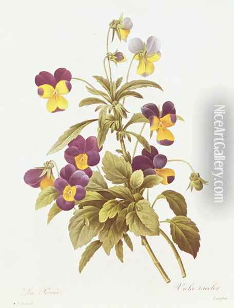Viola Tricolour Oil Painting - Pierre-Joseph Redoute