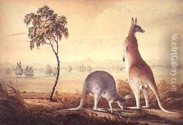 Two kangaroos in a landscape Oil Painting - John William Lewin