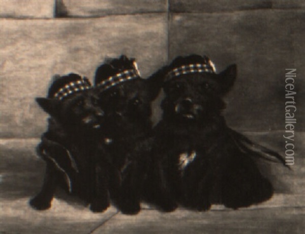 Three Scottish Terriers Wearing Tam O'shanters Oil Painting - John Emms