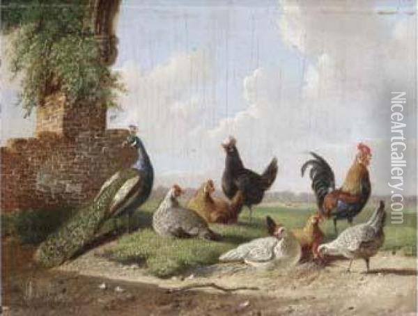 Poultry Near A Ruin Oil Painting - Albertus Verhoesen