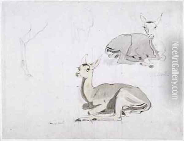 Studies of young Pallah Deer Resting Oil Painting - Samuel Daniell