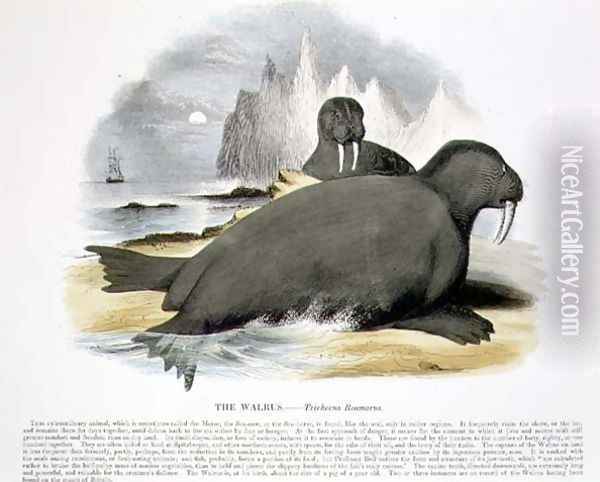 The Walrus (Trichecus rosmarus) educational illustration pub. by the Society for Promoting Christian Knowledge, 1843 Oil Painting - Josiah Wood Whymper