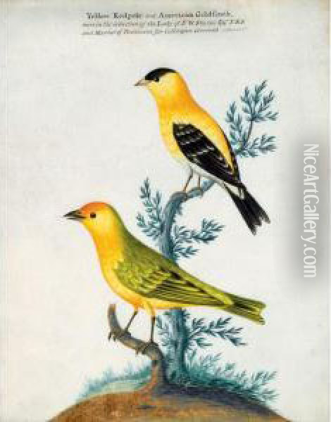 A Yellow Redpole And An American Goldfinch Oil Painting - Isaac Spackman