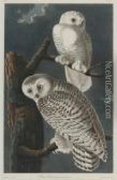 Snowy Owl Oil Painting - John James Audubon