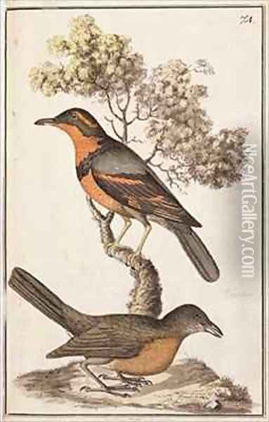 f74 TtoB Varied Thrush Ixoreus naevius and an American Robin Turdus migratorius Oil Painting - William Ellis