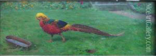 Golden Pheasant, Painted From Nature At Ward's Farm Oil Painting - Edward Brice Stanley Montefiore