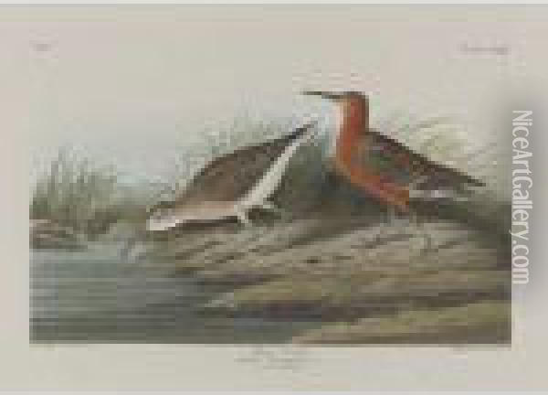 Pigmy Curlew; And American Water Ouzel Oil Painting - John James Audubon