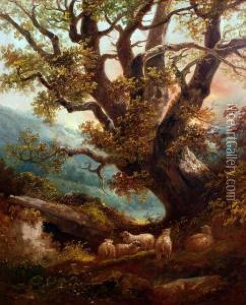 Sheep Resting Beneath An Oak Tree Oil Painting - John Joseph Barker Of Bath