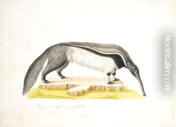 An Anteater Oil Painting - Franz Anton von Scheidel