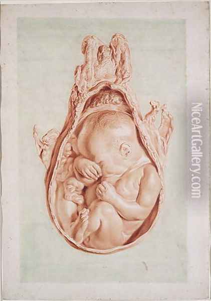 Ms Hunter 658 Plate XII Drawing for William Hunters 1718-83 Anatomy of the Human Gravid Uterus, 1774 Oil Painting - Jan van Rymsdyk