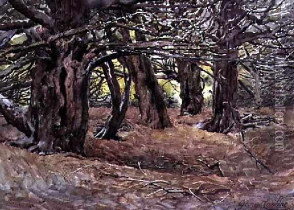 Yews in the Old Yews Wood, Earl of Radnor's Estate, near Salisbury Oil Painting - George Carline