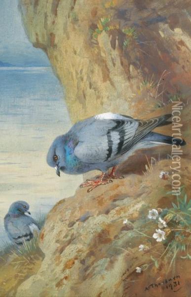 Rock Doves Oil Painting - Archibald Thorburn