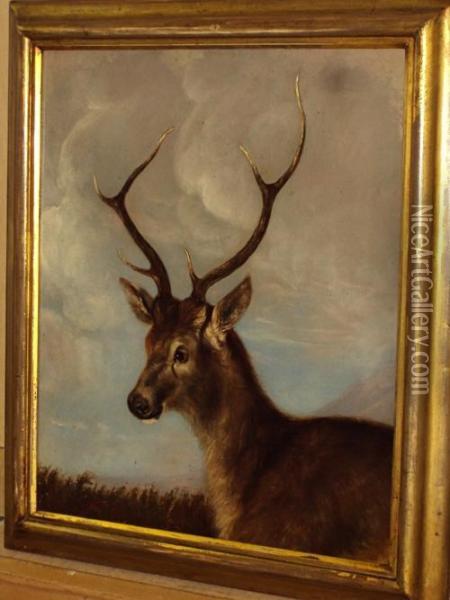 Head Of A Stag Oil Painting - James Ward