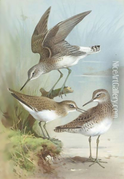 Sandpipers Oil Painting - Archibald Thorburn